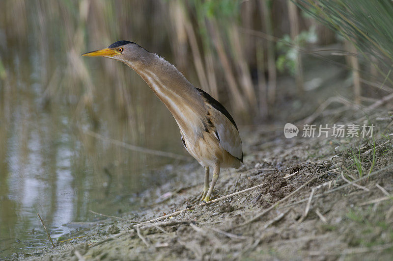 小麻鳽(Ixobrychus minutus)